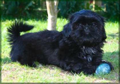 Fin Fin, lackschwarzer Shih Tzu Welpe (VDH/FCI)