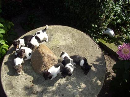 Jackrusselwelpen abzugeben