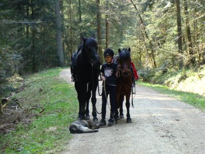 Lieber Schäferhund - Mischling, Reitbegleithund