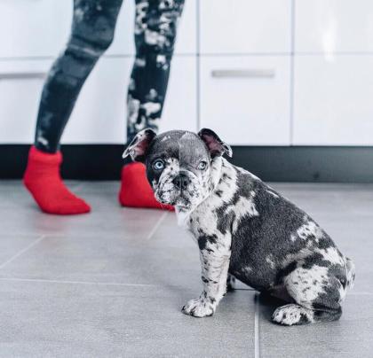 Französische Bulldogge Welpen mit Ahnentafel / sportlich