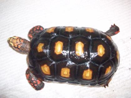 2 Köhlerschildkröten, Geochelone carbonaria, abzugeben