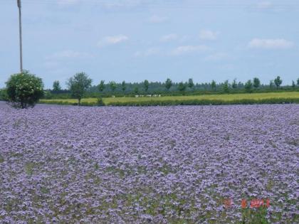 Phacelia zu verkaufen! - ökologische und zertifizierte Phacelien