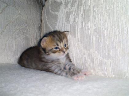 Maine Coon Kitten