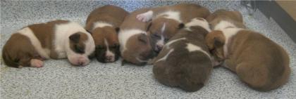 American Staffordshire Terrier Welpen / Amstaff / Stafford 