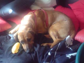 Liebevoller Rhodesian Ridgeback Mischling abzugeben 