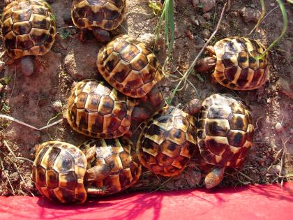 Griech. Landschildkröte(n) NZ2021