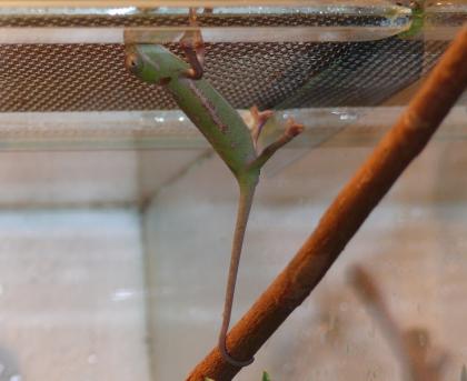 Jemenchamäleon ( Chamaeleo calyptratus ) Nachzuchten von Febuar2021