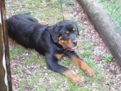 Junger Rottweiler sucht neues zu Hause