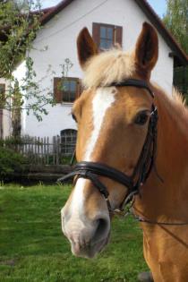 Biete Reitbeteildigung auf Haflinger