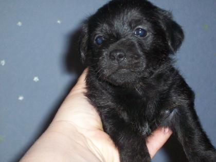 Kleinbleibende Hundebabys suchen ein liebevolles zuhause!!!