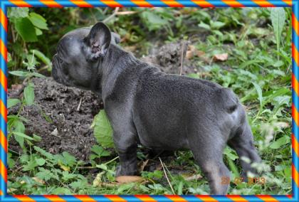 Französischen Bulldogge in blau Farbe