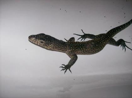 Varanus Doreanus