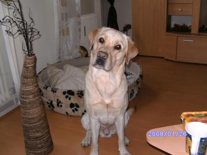 Labrador Rüde (5 Jahre) sucht weibchen zum Decken!!!