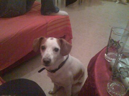 Topolino, lieber etwas ausgeflippter Jack Russel Terrier Langbein Mischling