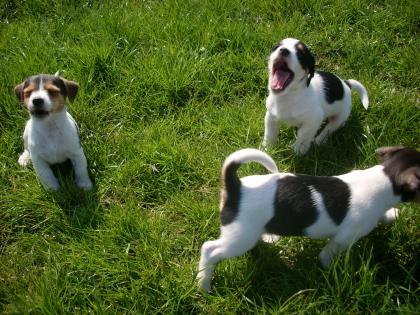 Rauhhaar Jack Russell