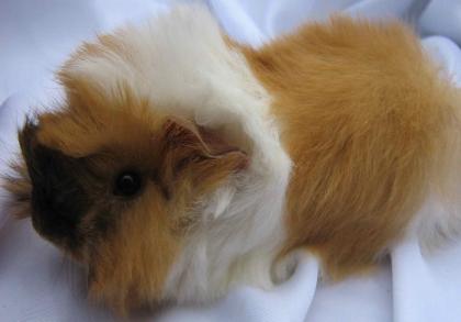 Meerschweinchen aus Hobbyzucht abzugeben