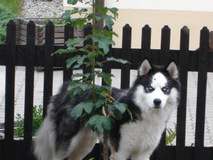 Siberian Husky - wunderschöner Deckrüde NAPOLEON