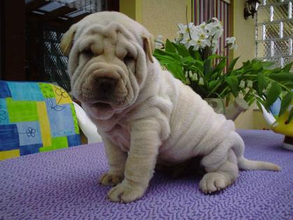 SHAR PEI Welpen