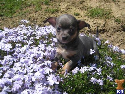 2 Hündinnen und 3 Rüden Chihuahua Welpen zur Verfügung.