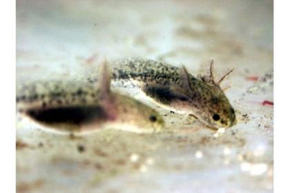 AXOLOTL (Ambystoma mexicanum)