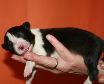 Wunderschöne Border Collie Welpen