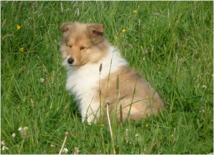 Wunderschöne Colliewelpen, gold-sable+tric.