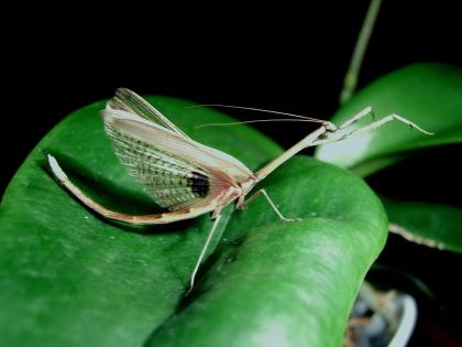 Biete Phyllocrania, Cheddikulama, Ameles, Parasphendale