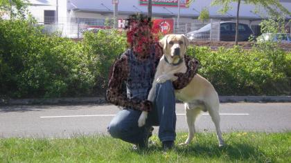 Achtung! Labradorrüde sucht dringen ein weibchen zum decken