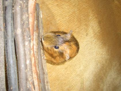 Vergebe kostenlos ein Meerschweinchen