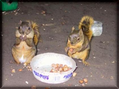 Ich verkaufe umstände halber mein Pärchen Costa Rica-Hörnchen