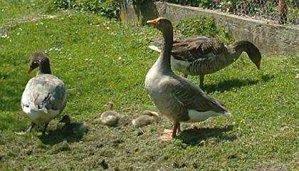 Ganter der Bayr. Landgans  Frankengans 