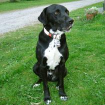 Labrador-Dalmatinermix sucht neues zu Hause!