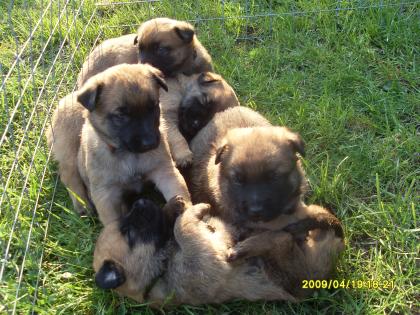 Malinois-Welpen zu verkaufen!