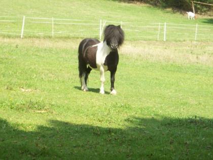 Sehr liebes Minipony zu verkaufen