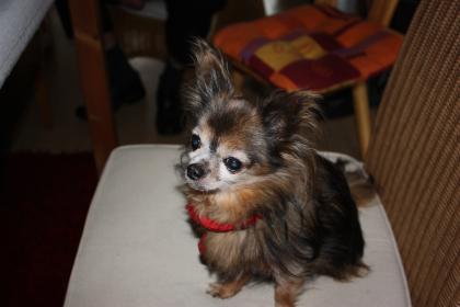 Suche reinrassigen chihuahua langhaar Rüden