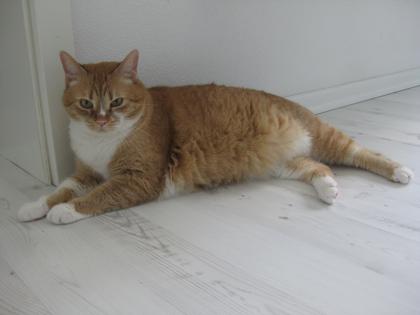 Missy sucht ein neues Zuhause