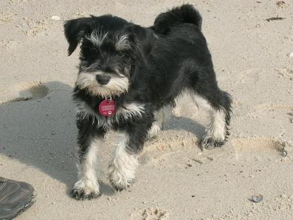 Zwergschnauzer schwarz-silber