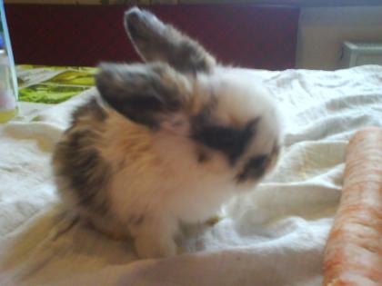 Zwergwidderbabys
