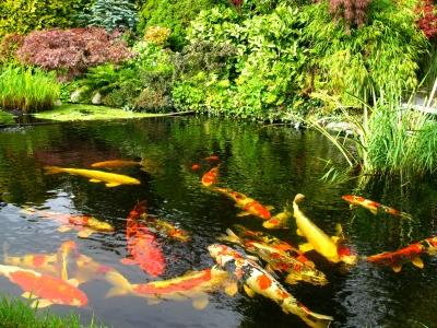 Gartenteiche, Schwimmteiche, Badeteiche oder Naturteiche 