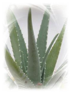 Aloevera-produkteshop.de mit inhaltlich allen Aloe Vera Produkten