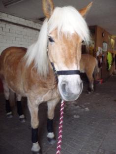 Reitbeteiligung auf Haflinger Wallach