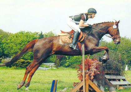 Biete Reibeteiligung an Irish Sporthorse in Hilden