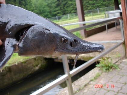 Sibirische Störe (acipenser baeri) 1,5   2,5 kg. +100cm, Stör Setzlinge