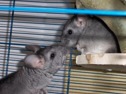 2 Chinichilla Jungs (1 Jahr) dringend abzugeben