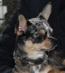 Blue merle chihuahua deckrüde wartet auf damenbesuch