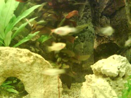 Platys & Guppys anzugeben.. viele FISCHE abzugeben !!