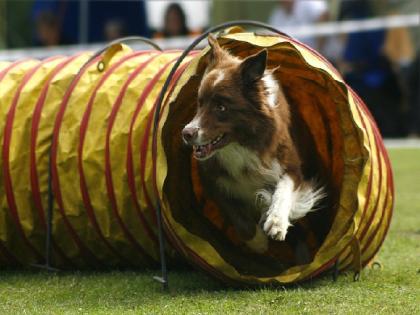 Border Collie Welpen