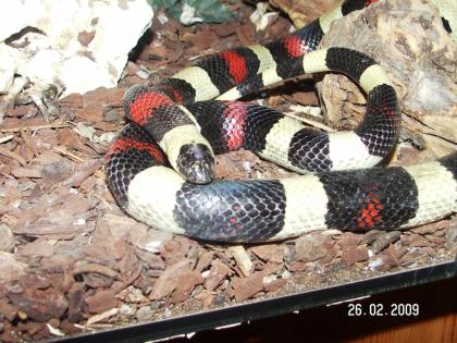 Lampropeltis triangelum campelli