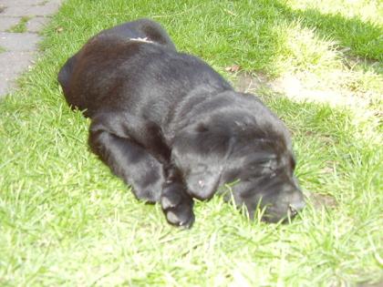 Frech und fröhliche Labradorwelpen in schwarz -aus der Familie-