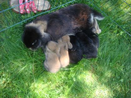 Zwergkaninchen Babys zum verkaufen